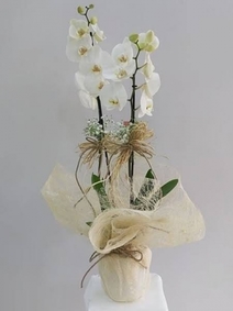 !İNDİRİMLİ! Asaletli 2 Dallı Beyaz Orkide