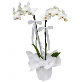 Asaletli 2 Dallı Beyaz Orkide 