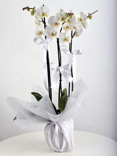 3 Dallı Beyaz Orkide